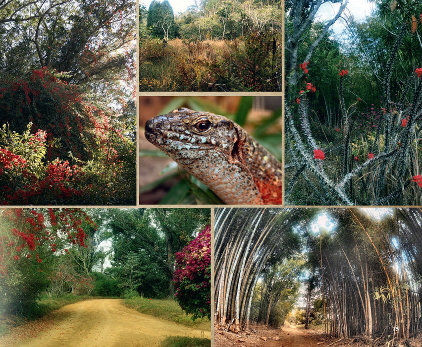 Madagascar reflets d'éternité - Editions Orphie