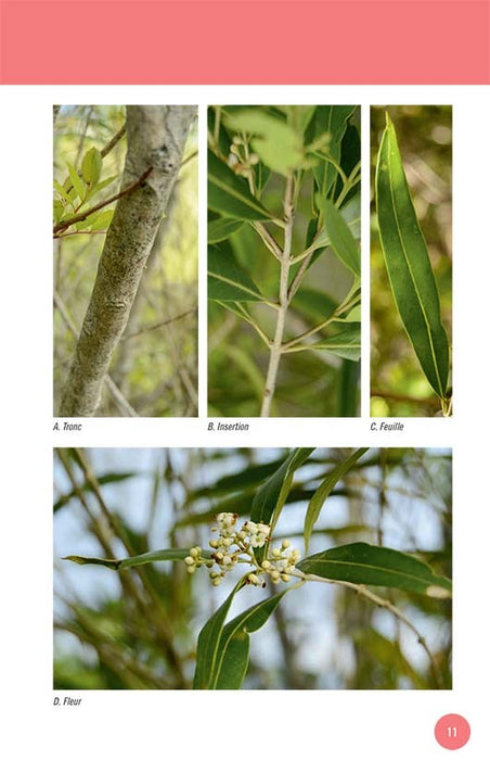 Embarquez pour les îles du salut - Editions Orphie