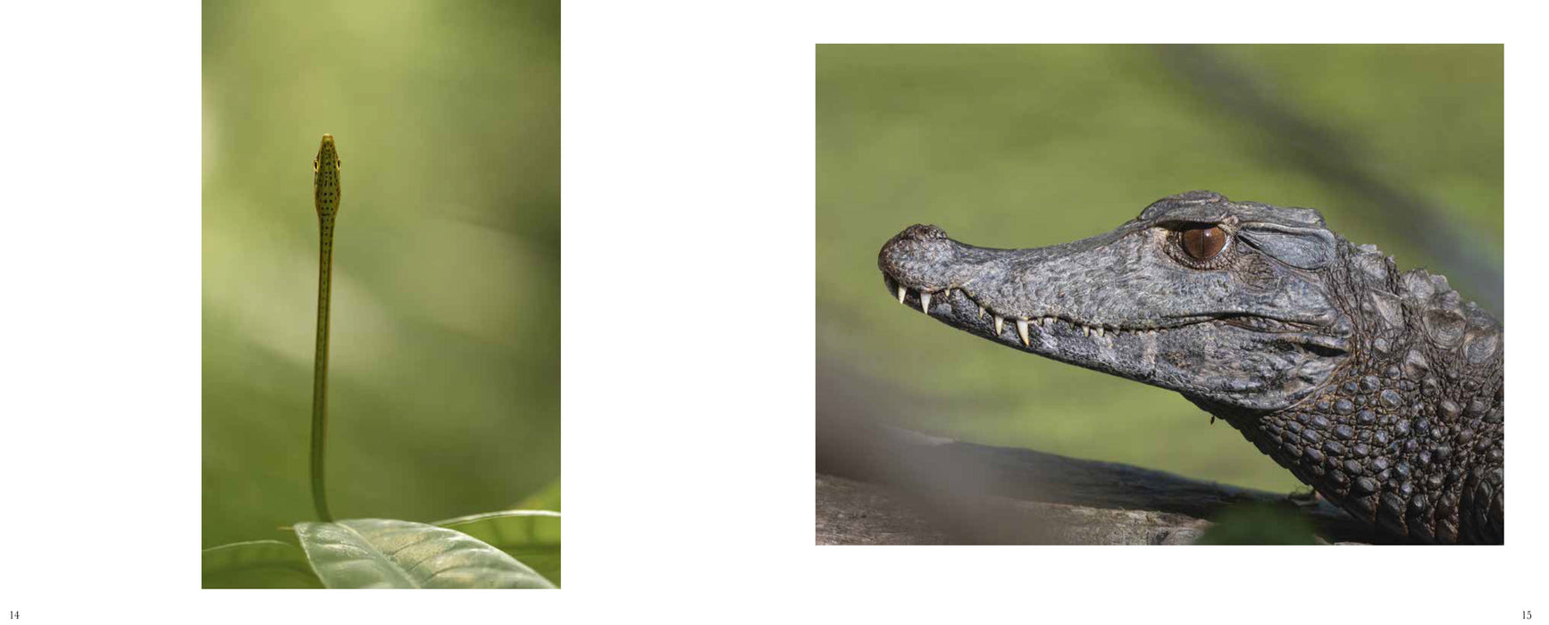 Dans les forêts de Guyane - Editions Orphie