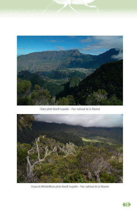 Couv Les Anthribidés de l'île de La Réunion | Éditions Orphie