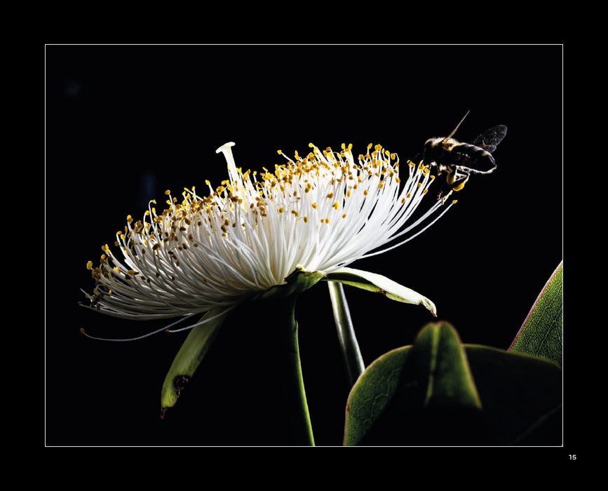 Au cœur de la biodiversité réunionnaise | Éditions Orphie
