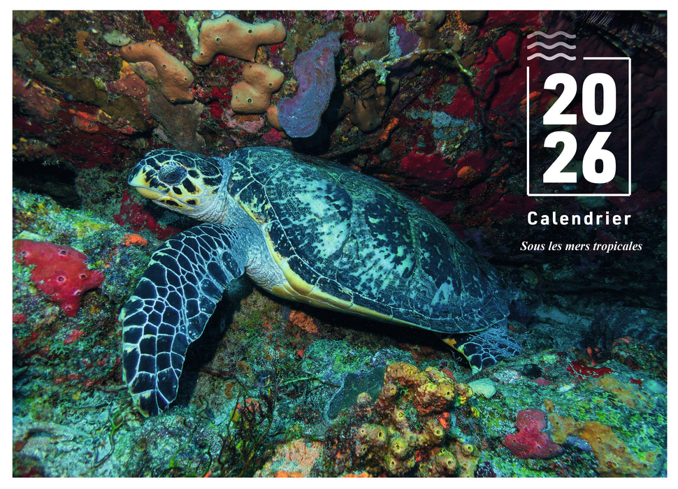 Sous les mers tropicales - 2026