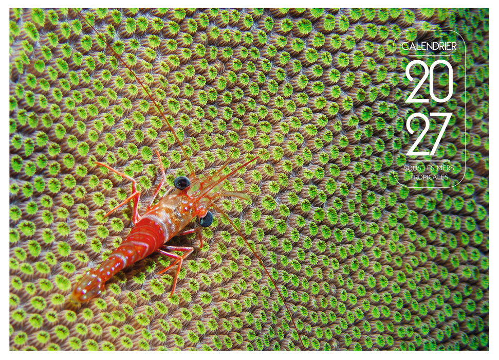 Calendrier Sous les mers tropicales 2027