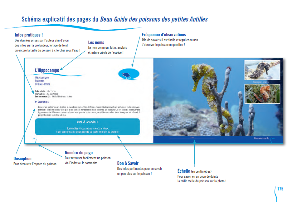 Le beau guide des poissons des petites Antilles